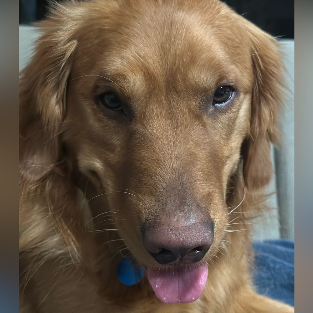 Meet your Posher, Dorothy